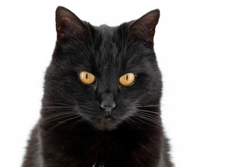 A beautiful black cat poses on a white background