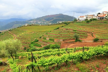 Fototapeta na wymiar Alto Douro vineyards, Portugal