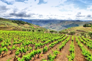 Fototapeta na wymiar Portugal vineyard landscape