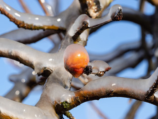 Beregnung - frostschutz Obstplantage