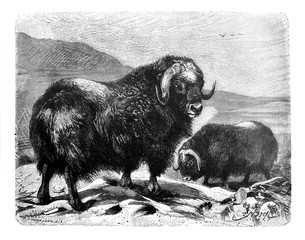 Bizon (Ovibos moschatus) Old Antique illustration from Brockhaus Konversations-Lexikon 1908 © Basicmoments