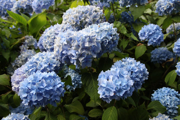 Fototapeta A Blue Hydrangea plant in full bloom obraz