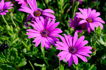 Flowers of Osteospermum ecklonis or Dimorphotheca ecklonis or Cape marguerite