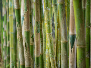 Young Bamboo tree close up
