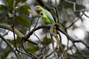 Green parrot, bird on wood branch