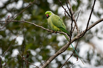 Green parrot, bird on wood branch