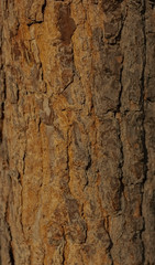 old pine tree outer bark