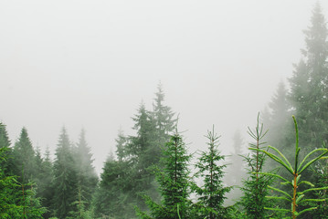 Photo from a campaign in the Carpathians during heavy fog.  Hills covered with pine trees and green grass.