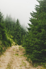 Photo from a campaign in the Carpathians during heavy fog.  Hills covered with pine trees and green grass.