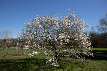 White cherry blossom tree on a sunny spring day