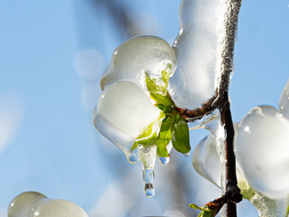 Beregnung - frostschutz Obstplantage
