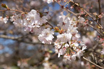 White cherry blossoms on a sunny spring day