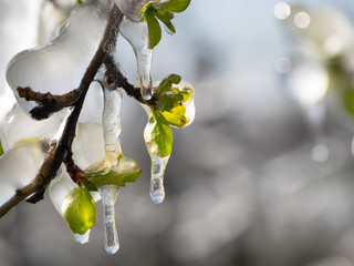 Beregnung - frostschutz Obstplantage