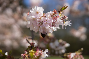 Branch with blooming cherry blossoms