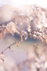 branch of a tree in winter