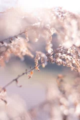 branch of a tree in winter © Julia