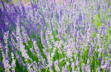 Naklejka premium Lavender field in the village. Lavender flowers on the farm. Selective focus image.