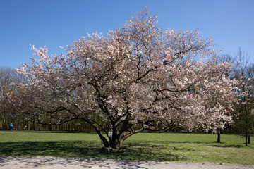 Obraz premium Cherry blossom tree blooming in spring