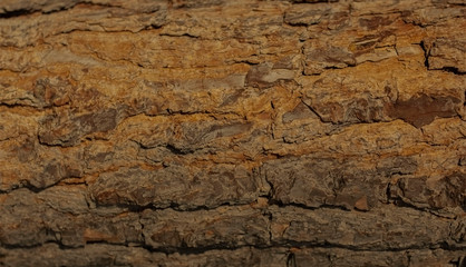 old pine tree outer bark