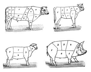 Livestock meat (butcher) Old Antique illustration from Brockhaus Konversations-Lexikon 1908