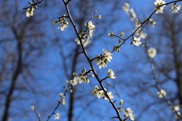 Schlehe im Frühling Blüten