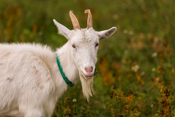 Fototapeta premium White goat in a meadow on a farm. Raising cattle on a ranch, pasture