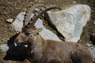 Animali dello zoo a Lubiana
