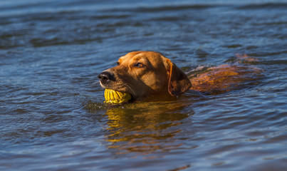 apportierender Hund im Wasser