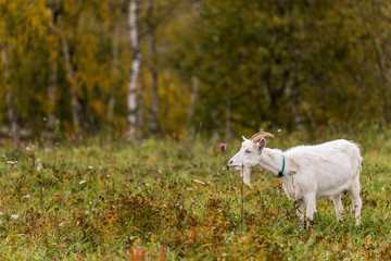 Fototapeta premium White goat in a meadow on a farm. Raising cattle on a ranch, pasture