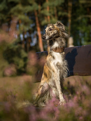 Silken Windsprite auf Bank