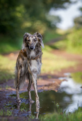 stehender Silken Windsprite