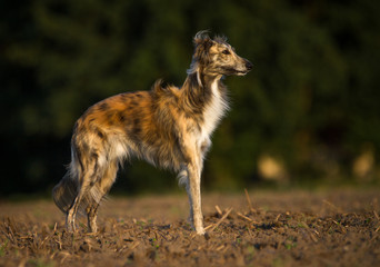 stehender Silken Windsprite