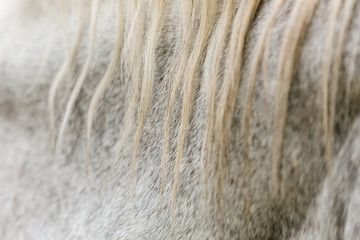 White horse wool with mane close up in a pen behind a fence in a meadow on a farm. Raising cattle on a ranch, pasture