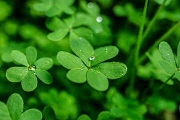 Fototapeta na wymiar water splashing on lucky four leaf clover