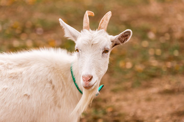 White goat in a meadow on a farm. Raising cattle on a ranch, pasture