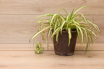 plant on wooden table 