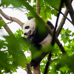 Obraz premium Cute giant panda bears