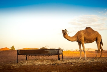 Camel eating straw in the desert 