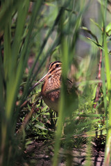 The common snipe (Gallinago gallinago) hidden in dense reeds on the shore of a pond.