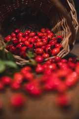 Dark red rose hip on basket