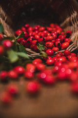 Dark red rose hip on basket