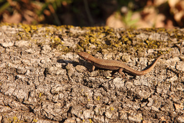 Meadow Lizard | Darevskia praticola