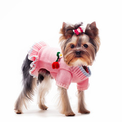 Portrait of a cute yorkshire terrier in clothes  on a white background.