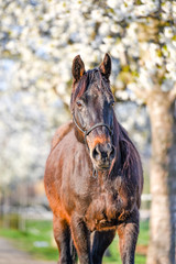 Portrait of amazing animal, beautiful horse on nature background.