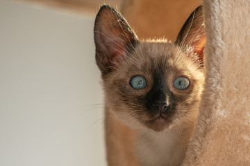 Siamese kitten sitting in fur tube and watches with wide eyes