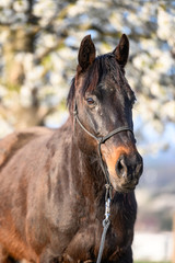 Portrait of amazing animal, beautiful horse on nature background.