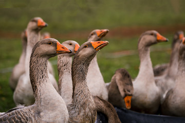 Gray goose drink water in a pen in the stable on a farm. Raising cattle on a ranch, pasture