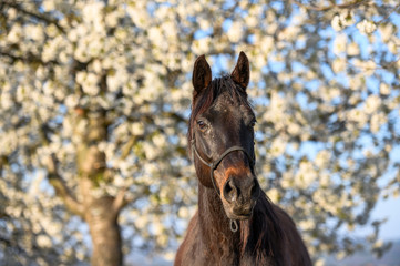 Portrait of amazing animal, beautiful horse on nature background.