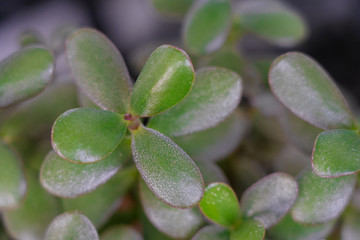 closeup top view of green money plant growing at home