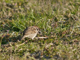 sparrow on the grass